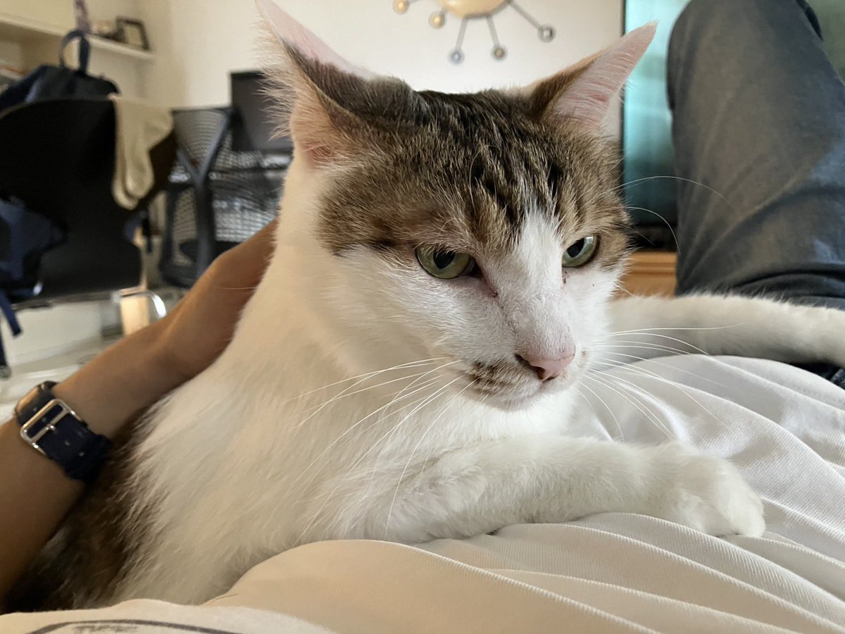negisiva's tweet photo. 旅行中の猫番をお願いしている友人から、腕枕されて甘えているすずめちゃん画像が送られてきてNTR感がある https://t.co/td47vfRDZj