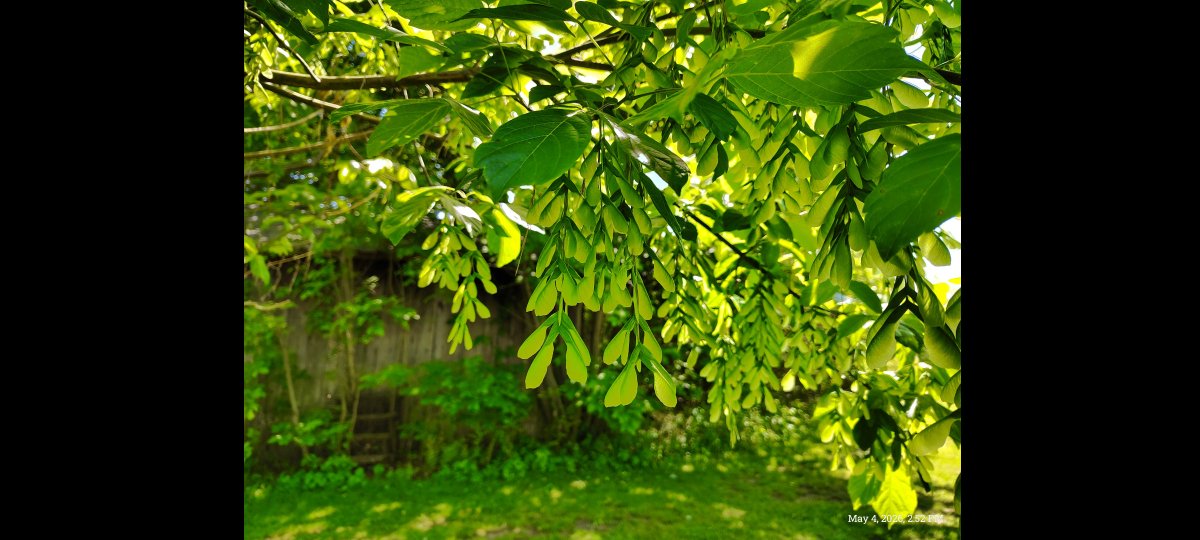 CazzJonesAutry's tweet photo. Nature enchants me! 😍
Box elder maple in springtime. https://t.co/hGEt6e9Yx9