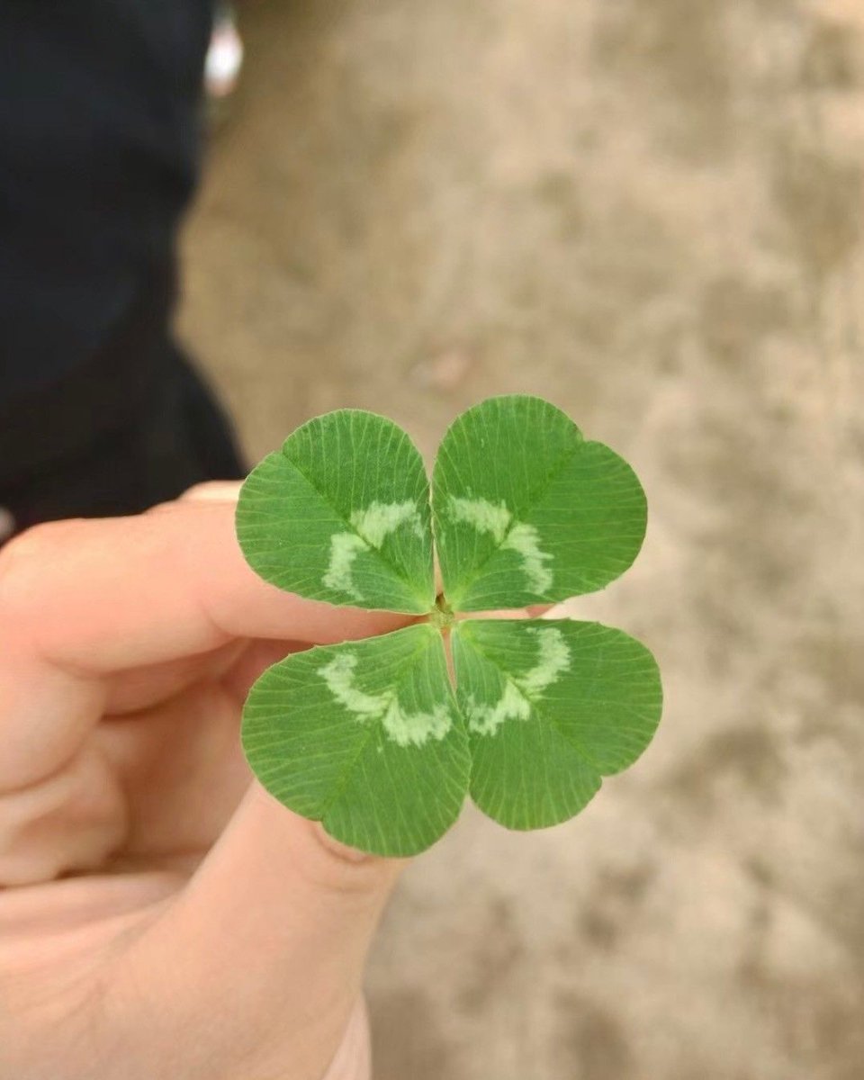 chiyo_mama_'s tweet photo. 決断すれば大きく成就する🍀 https://t.co/7ESEgA7nwD