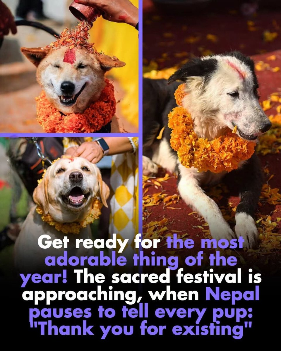 worldranking_'s tweet photo. Kukur Tihar: Nepal’s day for garlanding dogs and saying thank you for existing.Nepal honors its dogs today. Marigolds, tika, and a proper meal. Kukur Tihar. One day a year the good boys get worshipped. Kukur Tihar in Nepal. https://t.co/7LAmAYtSjl