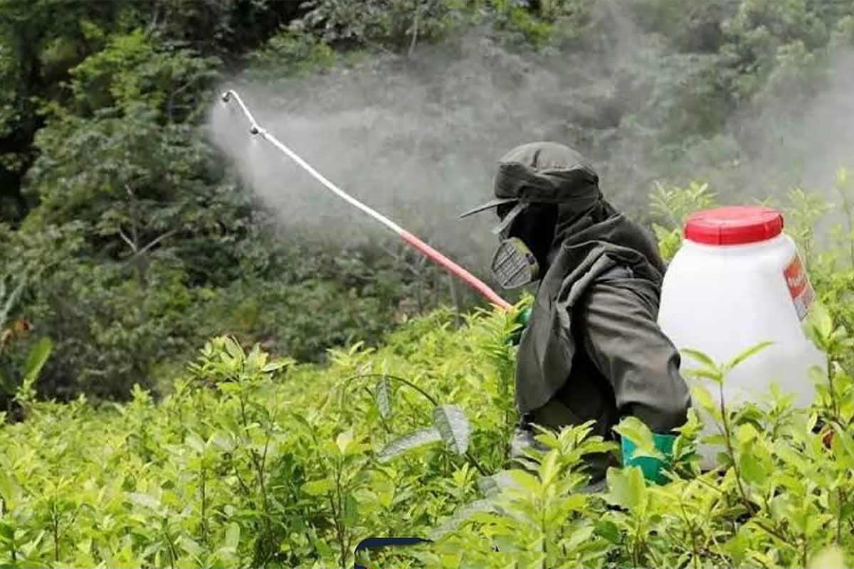 tiempoarg's tweet photo. 🧉 Glifosato hasta en el mate: regresión ambiental en el país de la desigualdad.

✍️ @Soyelpapadeleon | https://t.co/94mNoDlj4f https://t.co/rVnHWF0dTT