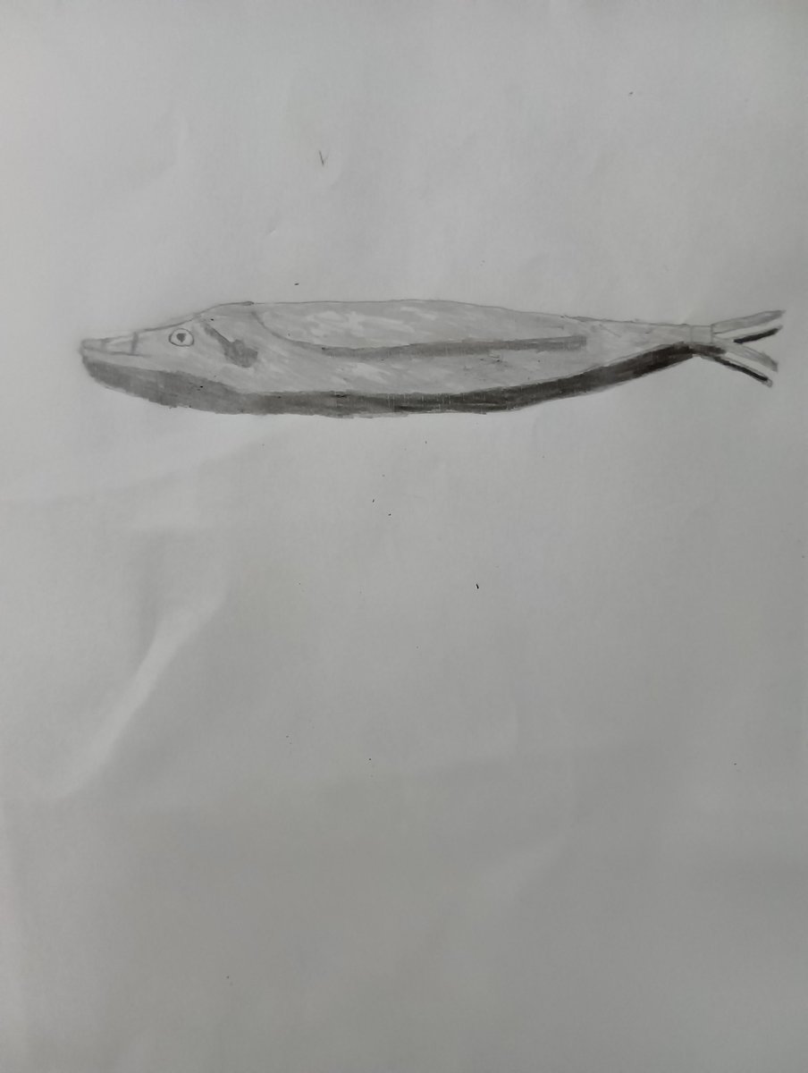hinan2026's tweet photo. デッサン「さんま（秋刀魚）」
　
　おはようございます。
　今週も張り切って仕事を頑張ります。
　
　2023年に、ZEN展に初出展いたし、24年には、絵画教室において、デッサンの基本を習得いたしました。
　
　 #いいねした人全員フォロー #フォロバ100 https://t.co/h2XFY2PAFl