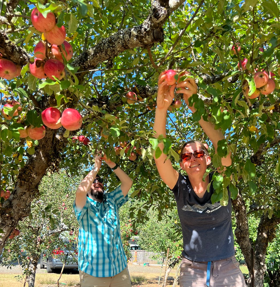 starkbros's tweet photo. #Applepicking is in full swing! ๐งบ๐
Which of your apple trees gave you the biggest harvest this year? https://t.co/0Pw6FeMUNw