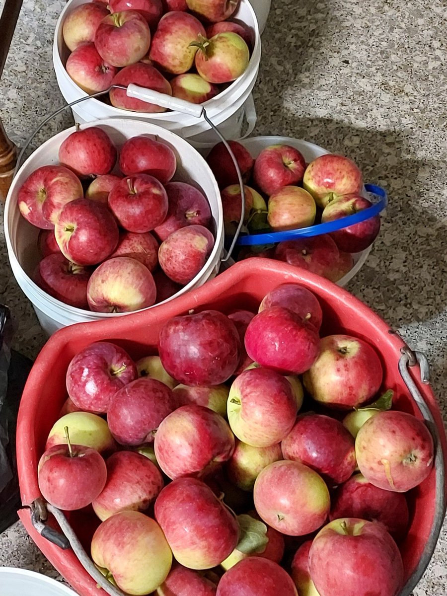 starkbros's tweet photo. #Applepicking is in full swing! ๐งบ๐
Which of your apple trees gave you the biggest harvest this year? https://t.co/0Pw6FeMUNw