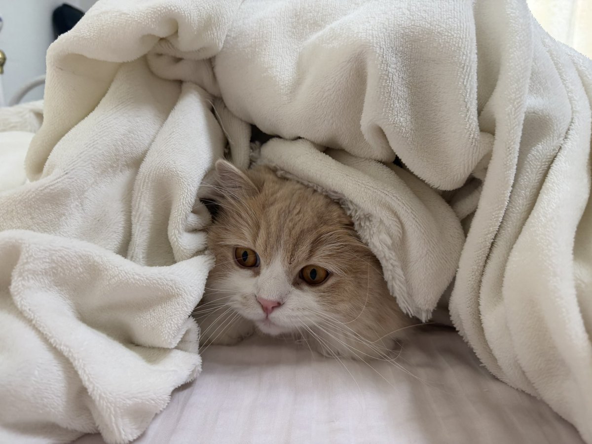 negima20240223's tweet photo. 🐱僕はひと足先に冬眠に入りますので https://t.co/378ODVoSMf