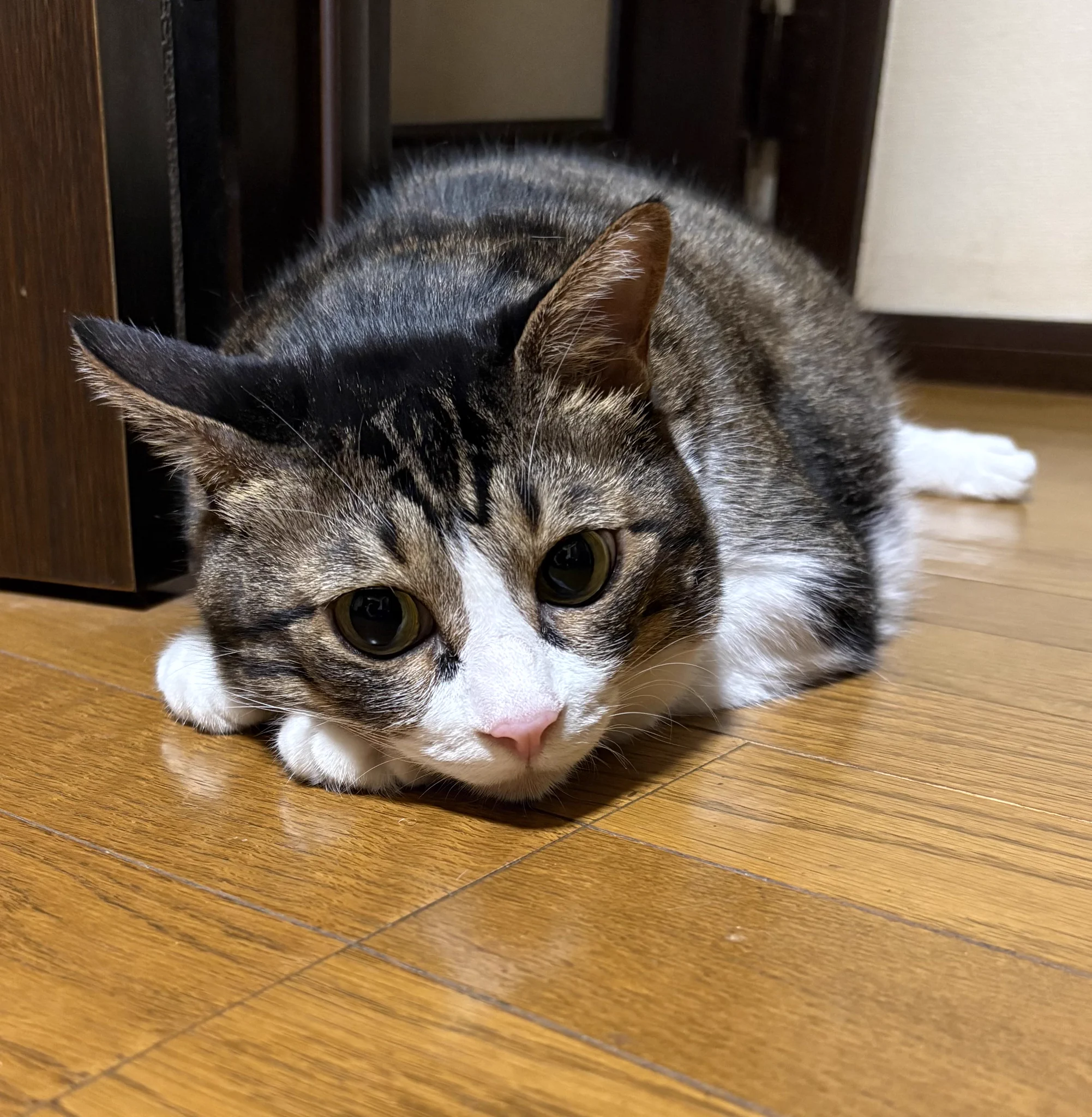 Reposts by お母ちゃん🐾ᵕ̈こてつ🐾ᵕ̈ぜん🐾ᵕ̈ (@hmm139) / X