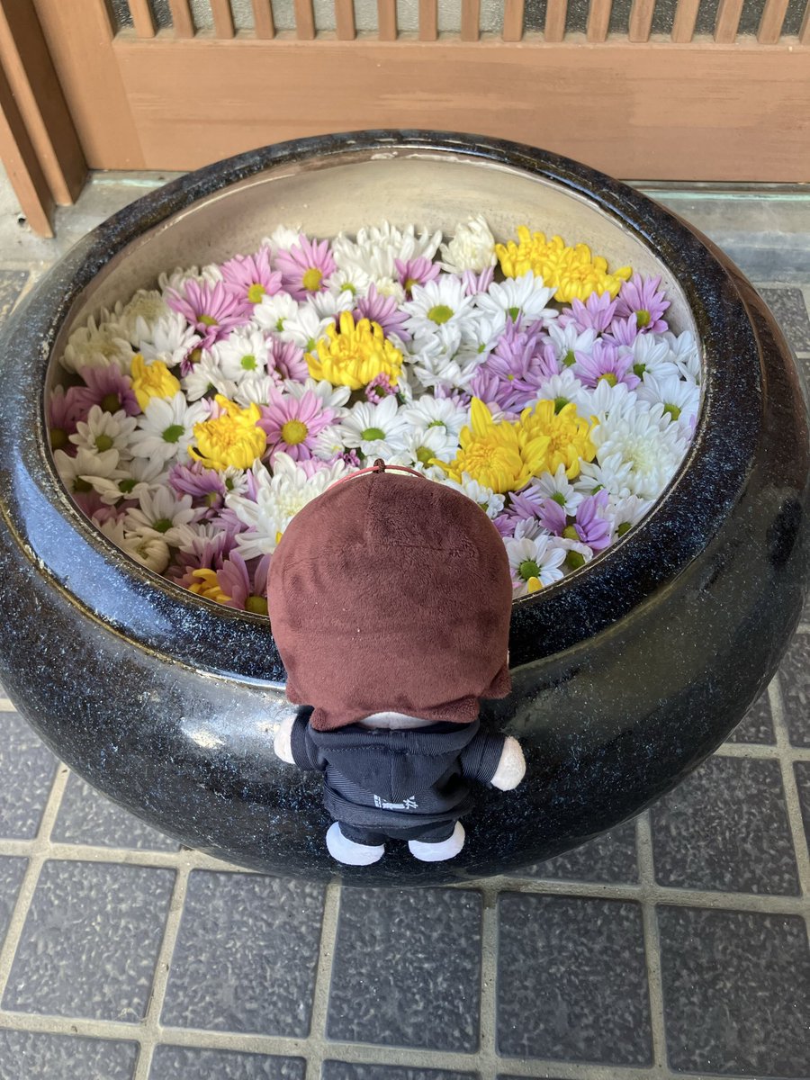 tukimi1031's tweet photo. #みんなのストぬい見てみたい https://t.co/whicxOA0Je