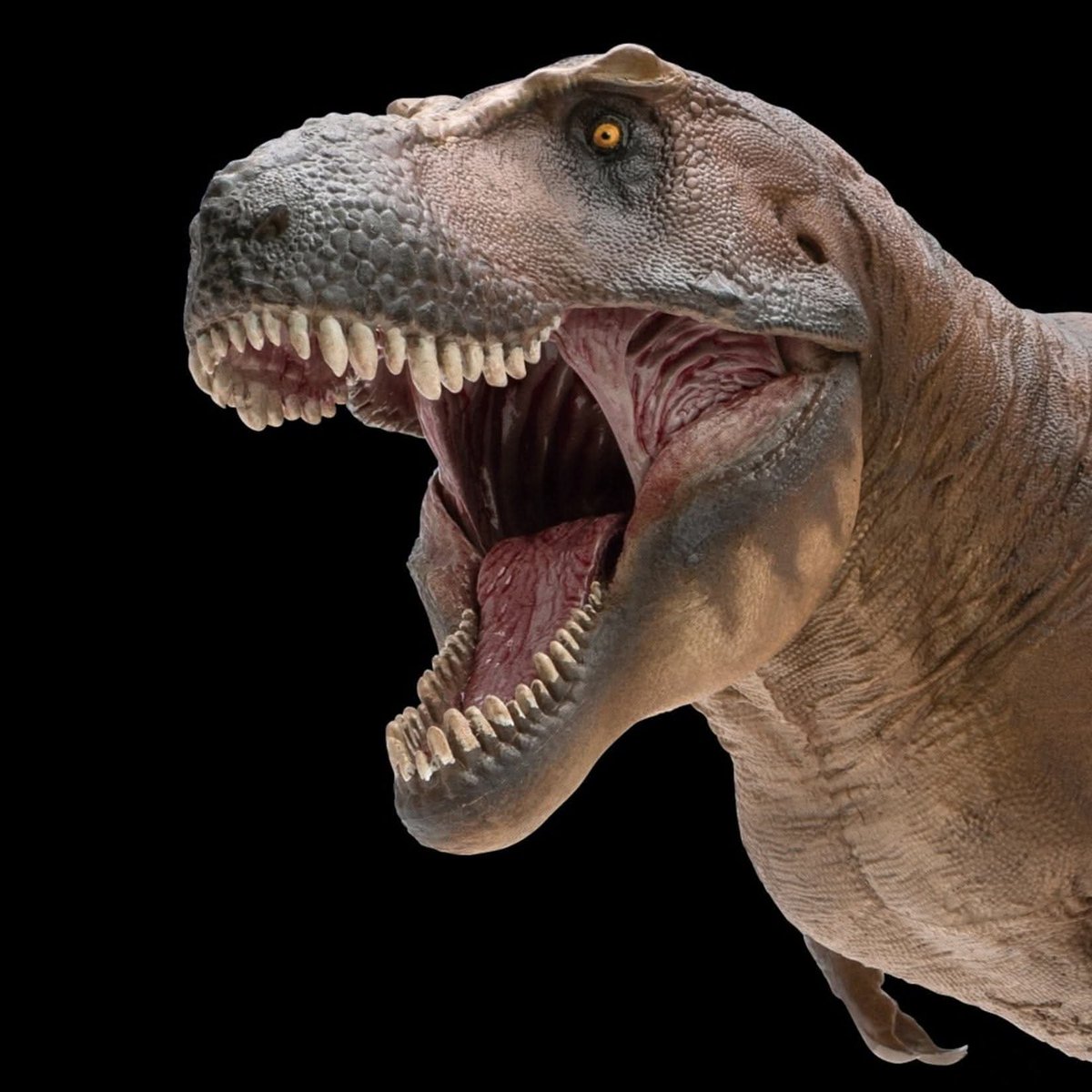 dinosaurbaksa's tweet photo. 오늘(10월 5일)은 티라노사우루스의 생일! 학계에 보고된 지 121주년!! https://t.co/VL6bLTUH3o