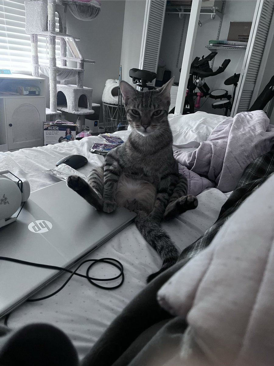 egg6427's tweet photo. cat reveal https://t.co/Av6getAFlI