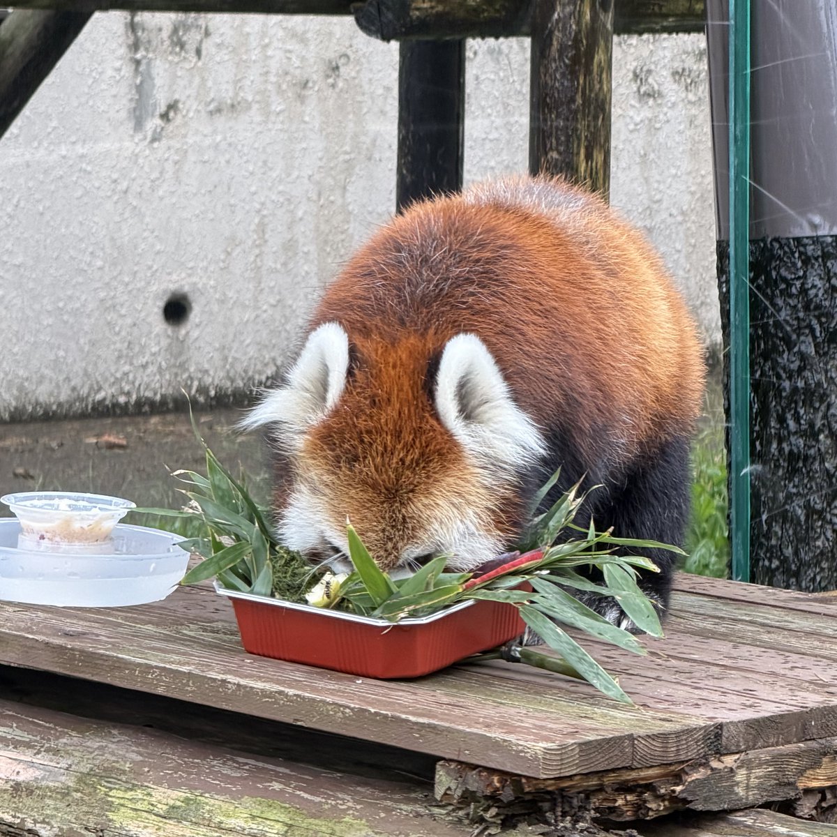 namakemofmof's tweet photo. うまうまが美味しくてお顔が隠れちゃうケンシンくんです🍎🎋

Sep. 2026

#レッサーパンダ
#大森山動物園 https://t.co/mRlb9wG2bD