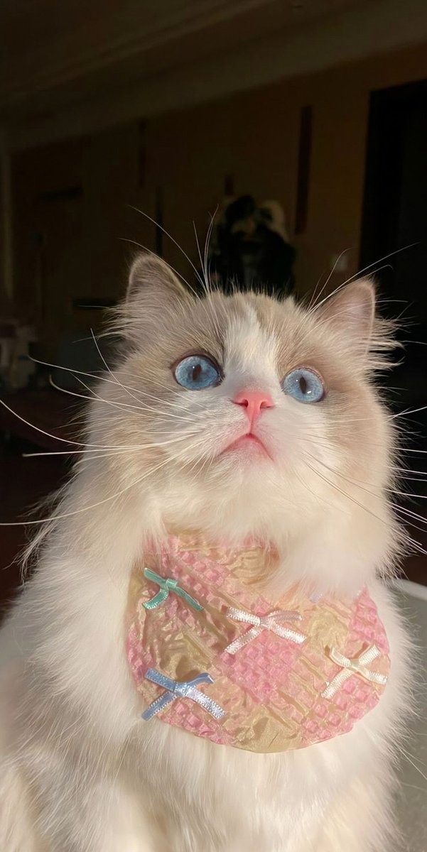 moeez05854690's tweet photo. どの映画か忘れたけど、マルフォイがハーマイオニーにどつかれるだけの回なかった？　出番あれだけだったの？って思った記憶がある。 https://t.co/bBNr3tjETY