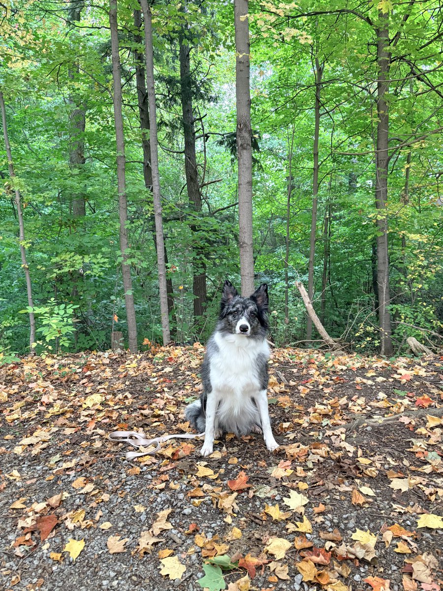 DLTrudelWriter's tweet photo. Happy Birthday!!  Hikes, cookies, and presents make the day great! 🥳🎉❤️🐾 https://t.co/7YjabqHn0h