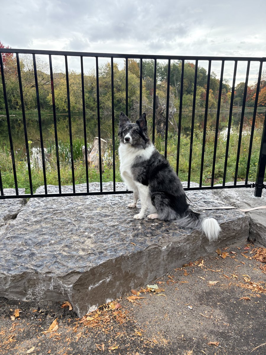 DLTrudelWriter's tweet photo. Happy Birthday!!  Hikes, cookies, and presents make the day great! 🥳🎉❤️🐾 https://t.co/7YjabqHn0h