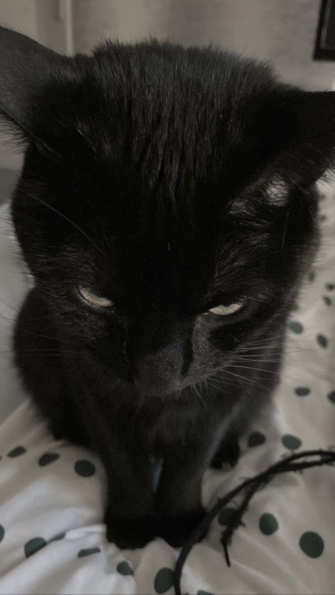 rfhdjng's tweet photo. ⠀⠀⠀⠀⠀  ☆ gato covarde e eu 
⠀⠀ https://t.co/RDCUTI4BYY