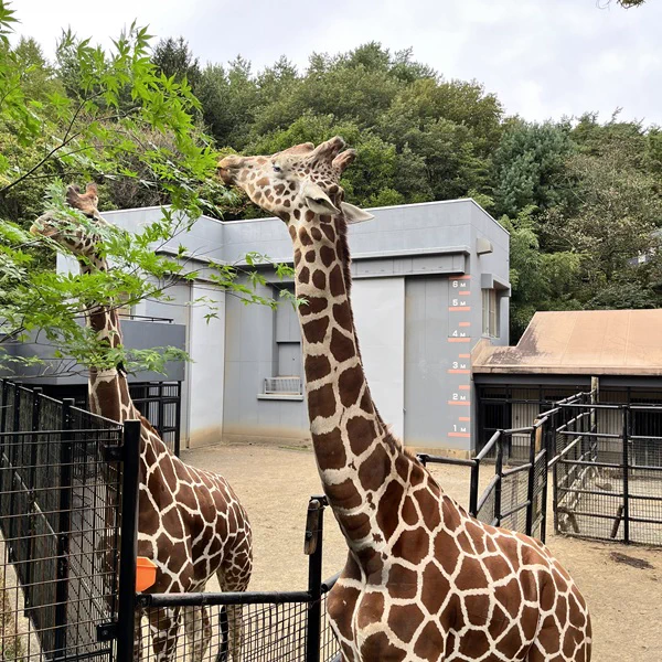 盛岡市動物公園 ZOOMO on X: 