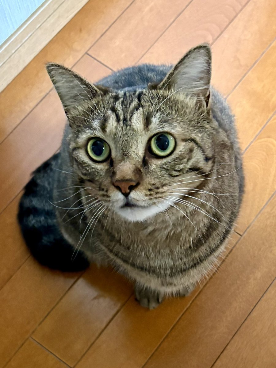 uJWJpFJGxHBmkUw's tweet photo. おはようございます😸ご飯🍚下さい https://t.co/5tcUBBUhA1
