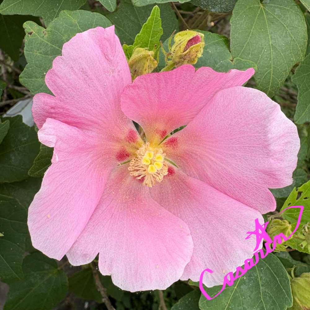 ErKyasarin39168's tweet photo. #フヨウ 

柔らかなピンクの優しい微笑みを浮かべて(*´˘`*)♡
花言葉に ピッタリ✌️☺️

花言葉  「繊細な美」「しとやかな恋人」

 #癒しと元気 #キリトリセカイ https://t.co/YVYNhBbBeM