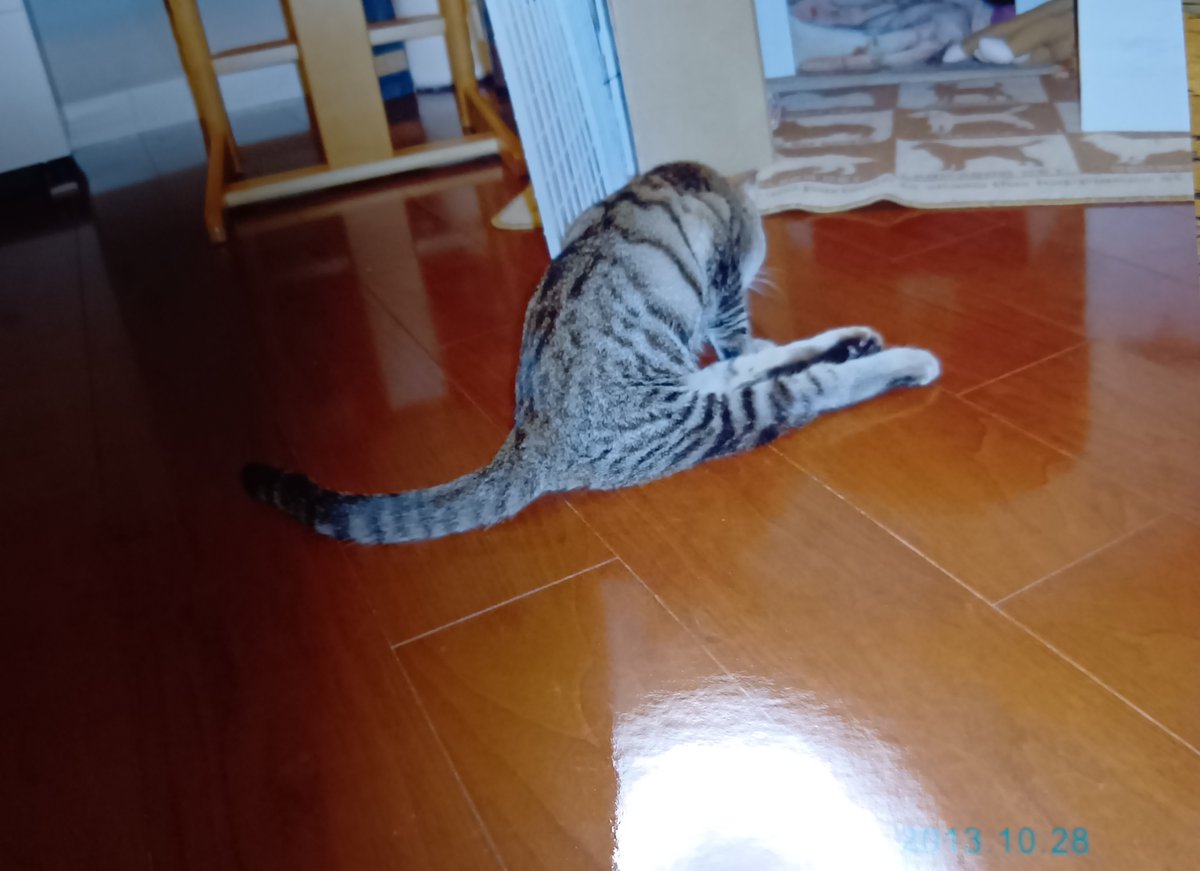 katukawayumi's tweet photo. 不思議なもので口の中切れてると猫の生体の写真撮る気力がなくて

13年前のコウチュケ

13年前生きてたって事はやっぱり13歳は超えてるんだよな〜
あと何年一緒にいられるんだろ

#猫のいる暮らし　#下半身麻痺猫 https://t.co/Tlx70m135e
