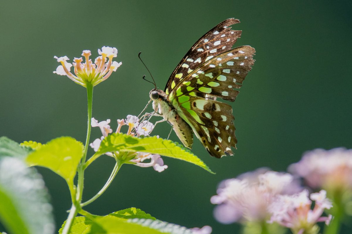 BP_Chua's tweet photo. Tailed Jay
#Butterfly #insect #nature #photography https://t.co/qPu3z8RmvT