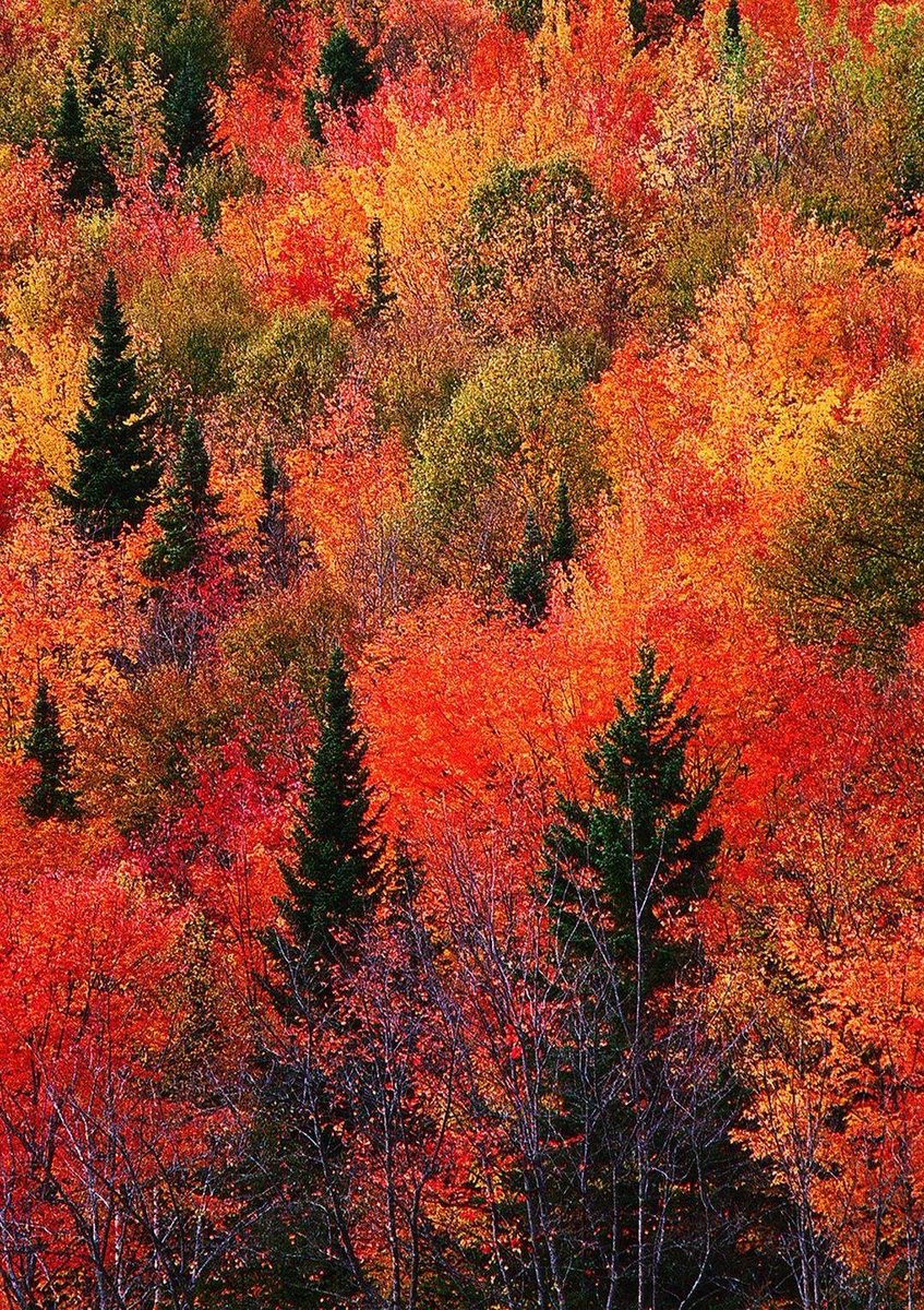 LoveSongs4Peace's tweet photo. " The most beautiful colors of the fall ... " - taken with a drone over rural Hartford area in Connecticut, New England, US 🍂🍁🍂 https://t.co/x8xhO7bAMa
