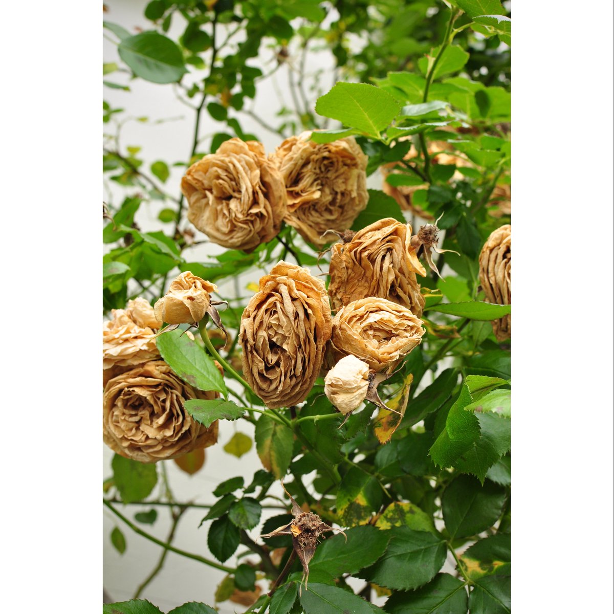 kikutaroid's tweet photo. 記録
#街歩き
#scene
#花 #flower
#植物 #plants
#路傍 #roadside
#nikon #nikond90 #d90 #f_mount
#afs #dx #nikkor #afsdxnikkor3518g
#singlefocuslens #aflens
#lightlyretouched
#snapseedapp https://t.co/qrGqg8WURI