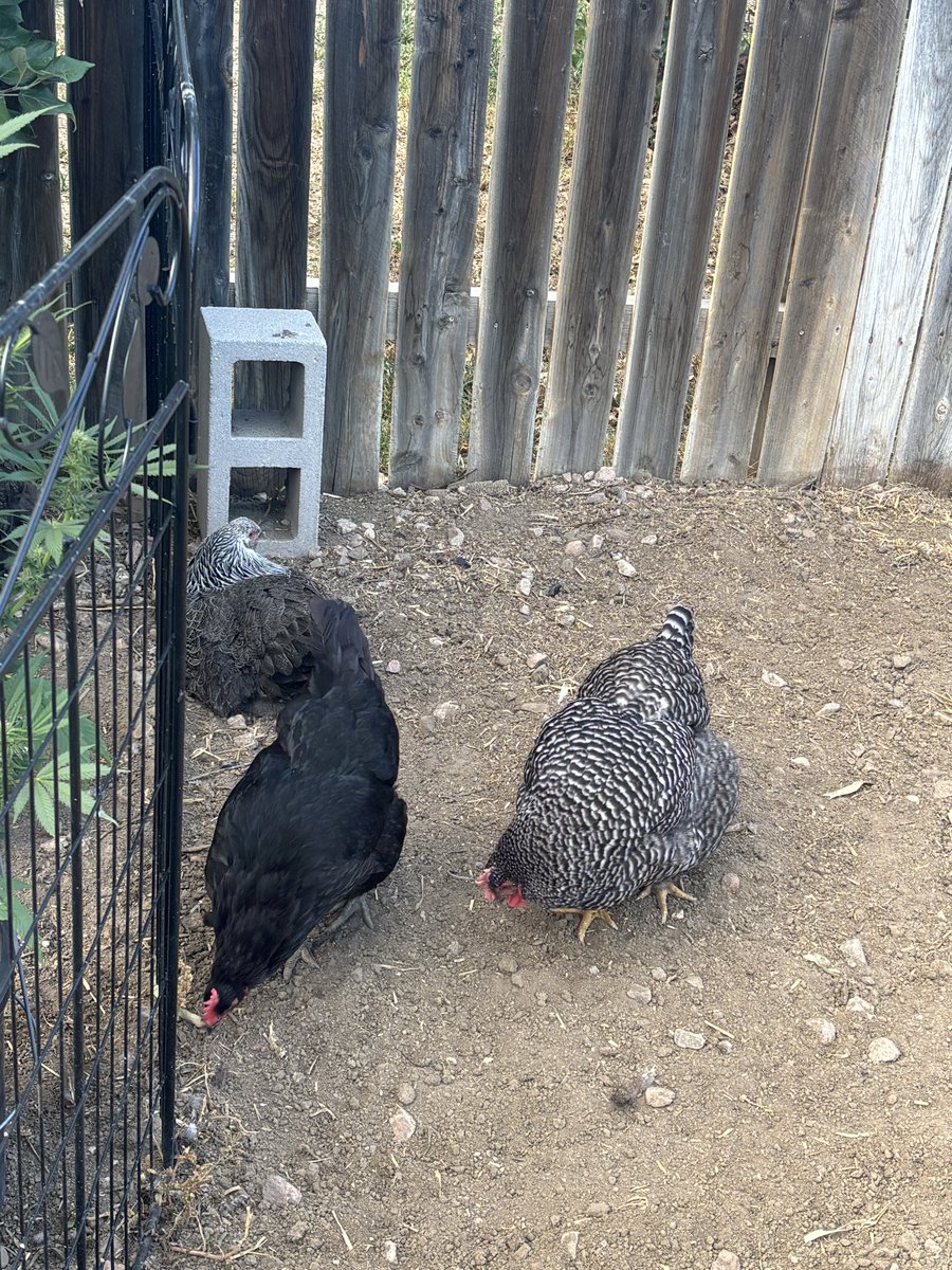 kyopiaa0020's tweet photo. They got a total reset today! Freshly tilled dirt, everything swept up and clean they are so happy and have been dirt bathing all day, fluffy feathers and tail wags https://t.co/BotlqjUCoD