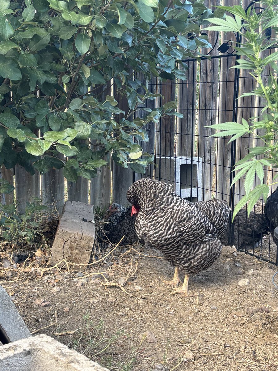 kyopiaa0020's tweet photo. They got a total reset today! Freshly tilled dirt, everything swept up and clean they are so happy and have been dirt bathing all day, fluffy feathers and tail wags https://t.co/BotlqjUCoD