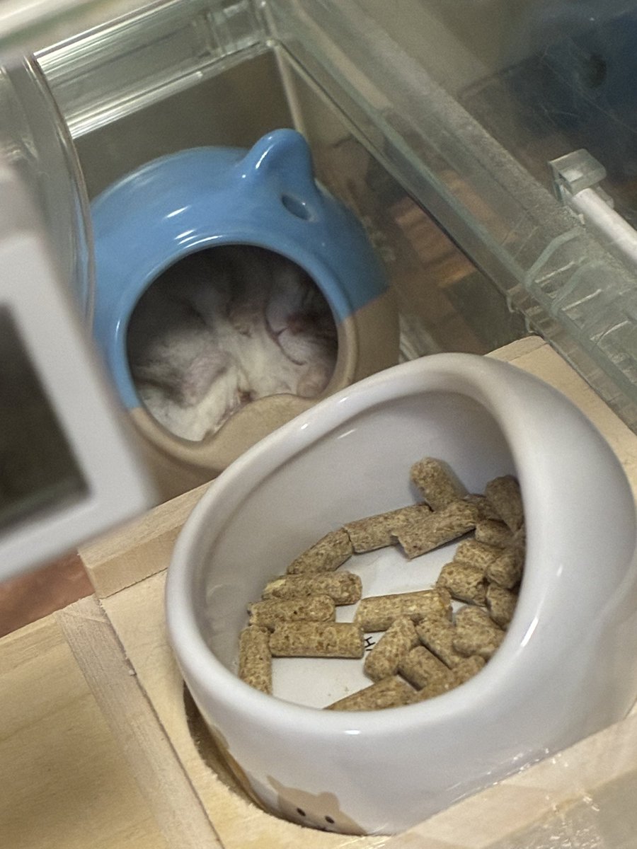 karinMitrashere's tweet photo. ゴローニャのごろごろ寝、既視感あると思ったらうちのナッツだった🥜🐹

 #ポケモンスリープ
 #今日のナッツ
 #ジャンガリアンハムスター https://t.co/AjJ4g4qGJt