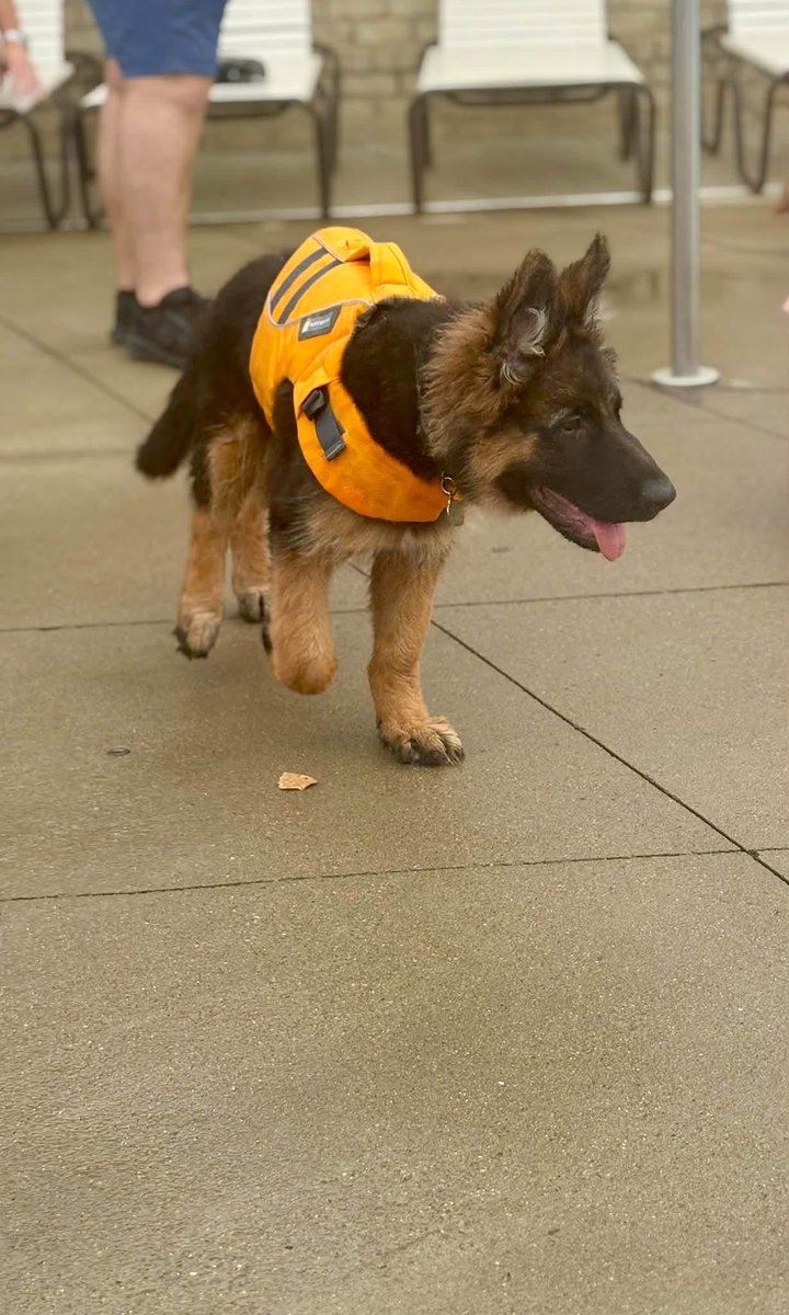 LandryAgnesGSD's tweet photo. Bridgette went to the puppy pool party today with her new life vest looking stunning https://t.co/o7o5RBc4HY