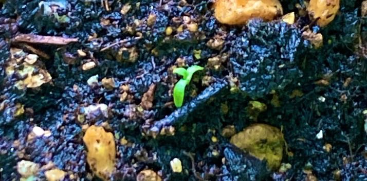 freecircle_k's tweet photo. 2月末に植えて芽吹いたちっこいバジル君は採りきれないくらいの葉を茂らせ、5000オーバーの種を作る、、、
次世代に繋いだなぁ https://t.co/KOnSR8joMe