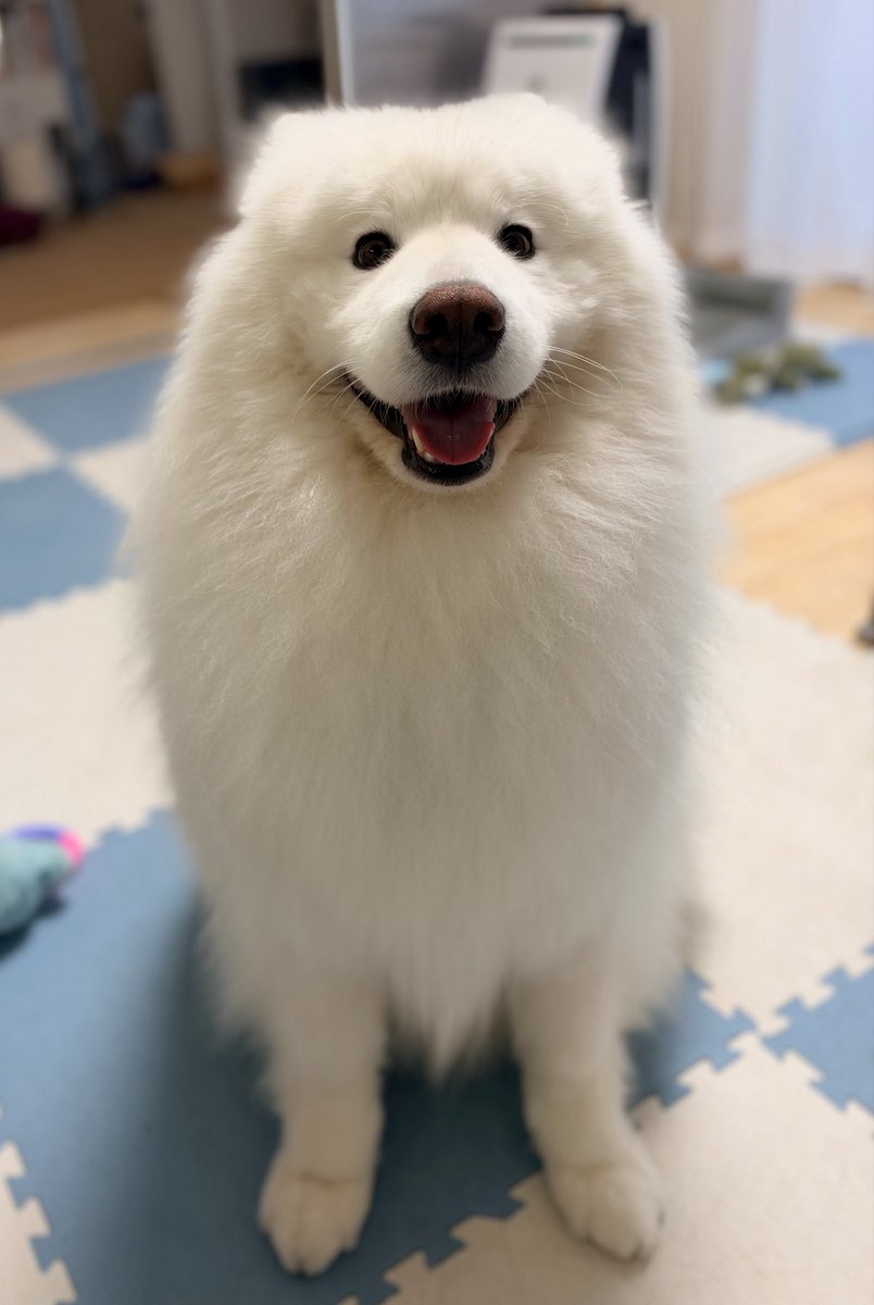 samoyed_dazs's tweet photo. ←お散歩行くって分かった瞬間

→直後に雨が降ってきてお散歩が中止になった瞬間 https://t.co/UuQvNtHUuJ