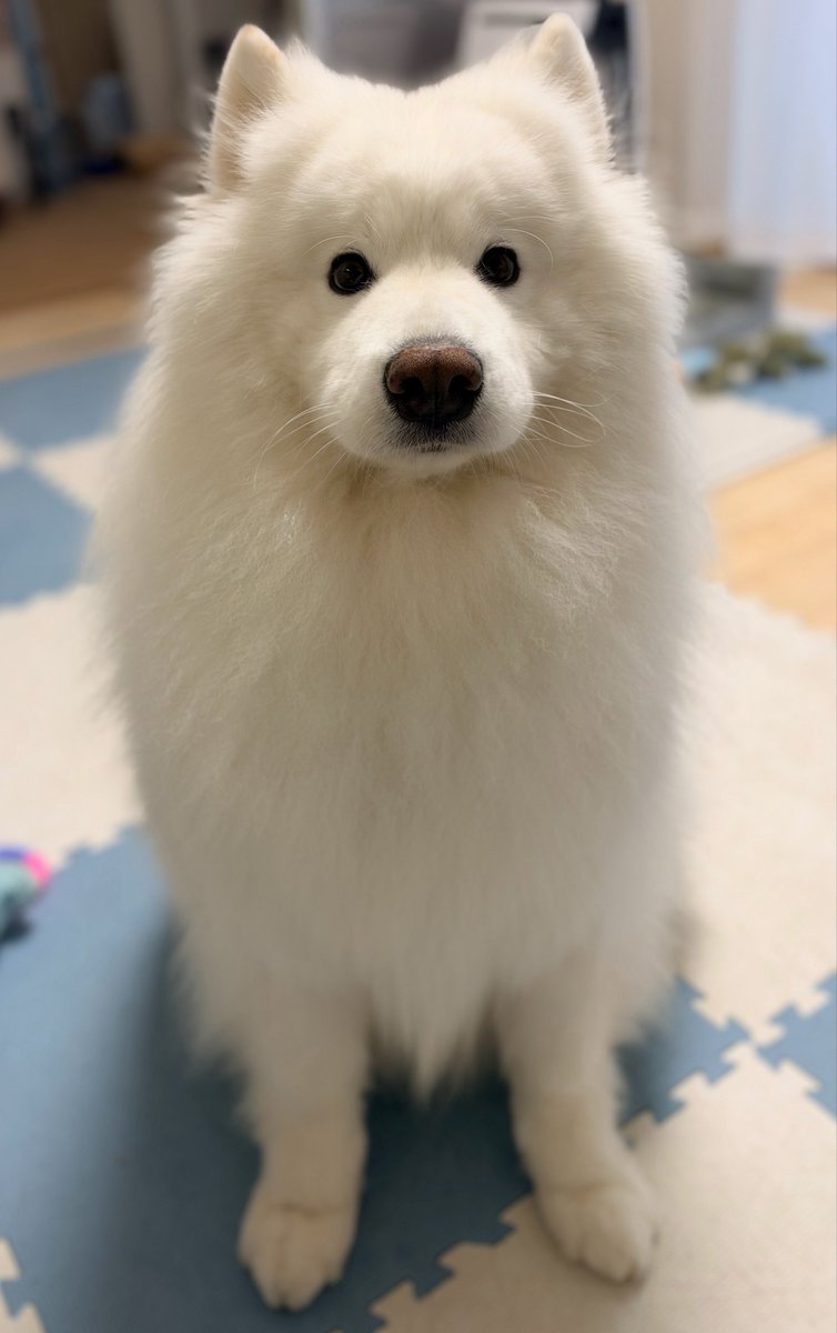 samoyed_dazs's tweet photo. ←お散歩行くって分かった瞬間

→直後に雨が降ってきてお散歩が中止になった瞬間 https://t.co/UuQvNtHUuJ