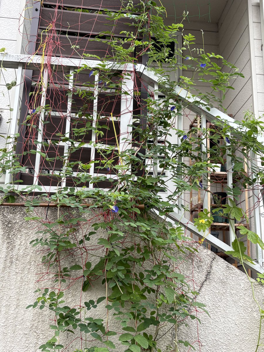sstori's tweet photo. バタフライピーが花盛りでどんどん咲いている
たくさん花がらが取��るからバタフライピーティーにしようね〜 https://t.co/FcEUfEVRNg