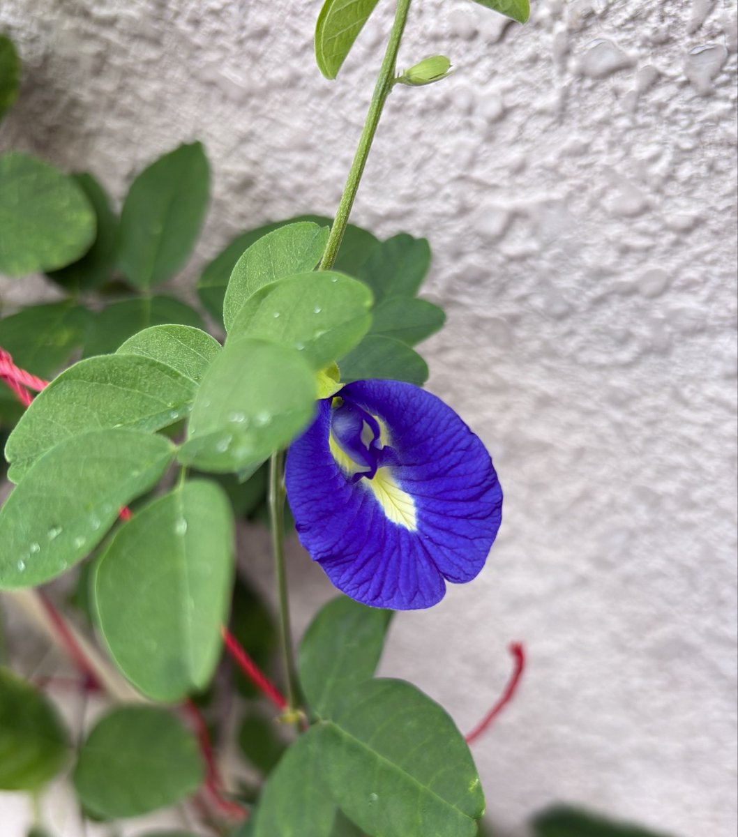 sstori's tweet photo. バタフライピーが花盛りでどんどん咲いている
たくさん花がらが取��るからバタフライピーティーにしようね〜 https://t.co/FcEUfEVRNg
