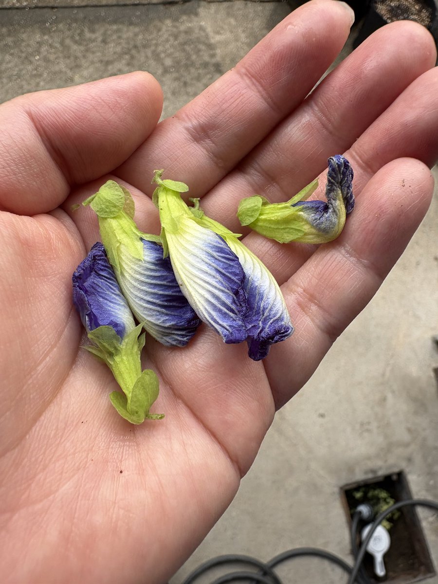 sstori's tweet photo. バタフライピーが花盛りでどんどん咲いている
たくさん花がらが取��るからバタフライピーティーにしようね〜 https://t.co/FcEUfEVRNg