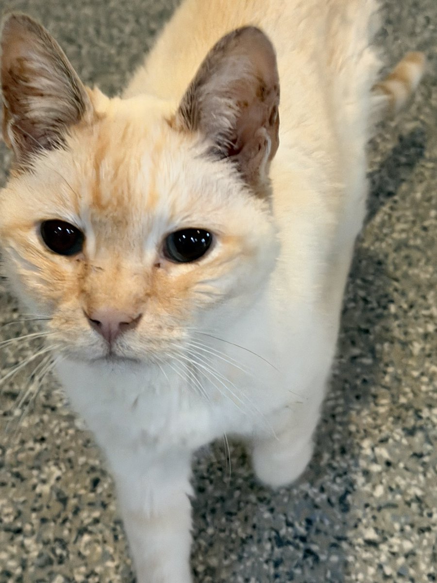 hwangmiaes's tweet photo. I went to a cat cafe and there was such a beautiful kitty there https://t.co/KYuUHQLPa7