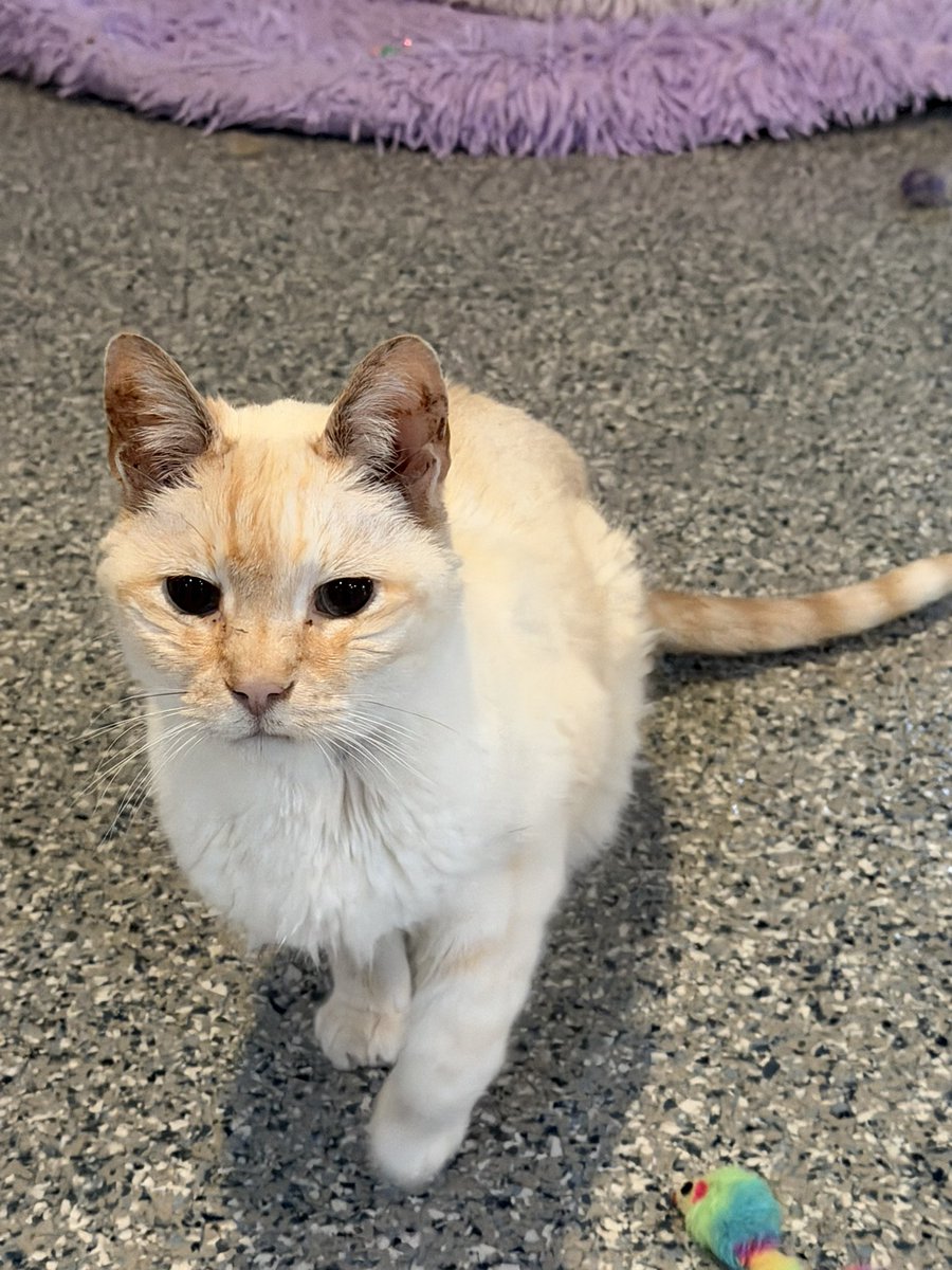 hwangmiaes's tweet photo. I went to a cat cafe and there was such a beautiful kitty there https://t.co/KYuUHQLPa7