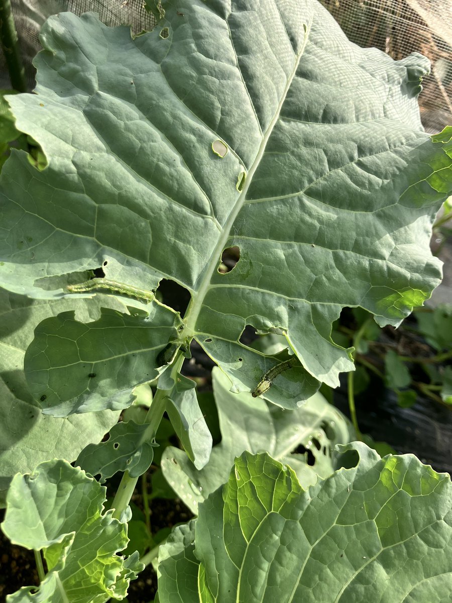 JpTacos's tweet photo. 秋のブロッコリー
いつのまにか
イモムシが🐛
葉っぱを食べてた
本日は5匹発見し
遠くへ移動してもらった

#家庭菜園 #イモムシ https://t.co/VMeShhsllf
