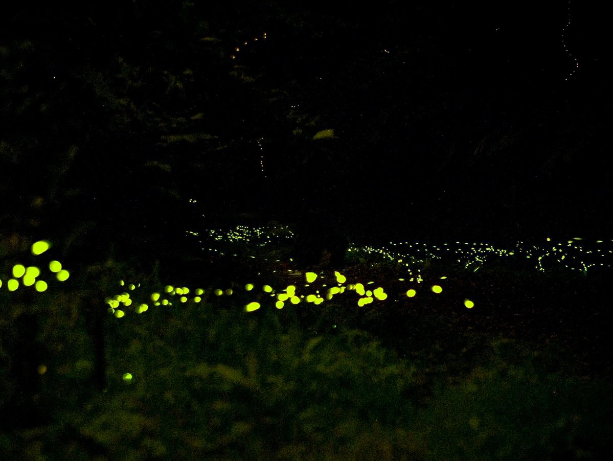 farouk_yan's tweet photo. I saw a fluttering firefly that was rumored to glow, so I quickly searched around and found it! https://t.co/v9Sb33NrGz