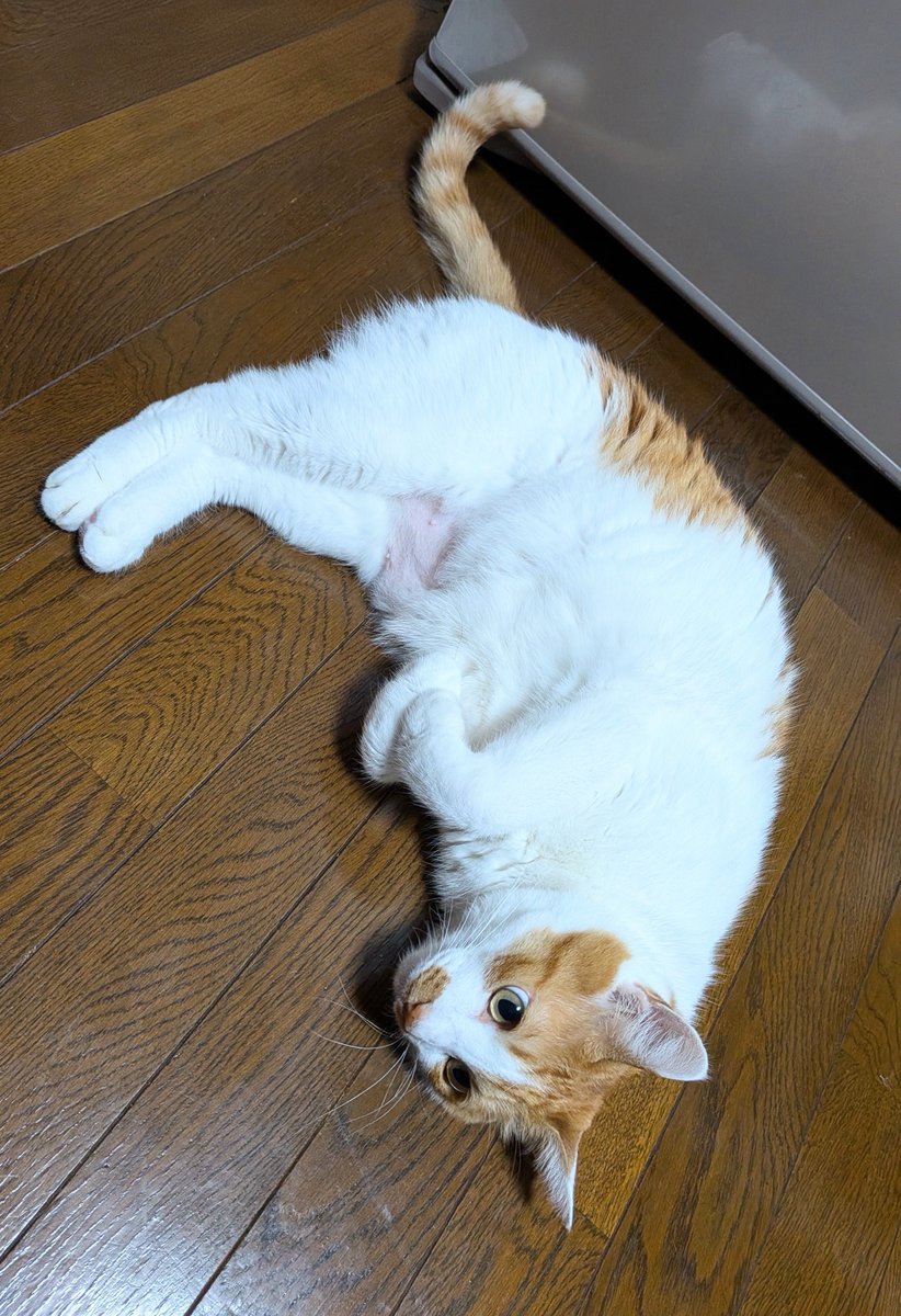 yuriha313's tweet photo. お手々とあんよ揃えてお行儀良くしてるつもり

🐱<いいとこの坊っちゃんにゃ

PikminBloomで茶トラの尻尾と耳を手に入れた🐈
これでだいずとペアルック🍒 https://t.co/YWiwJhy50W