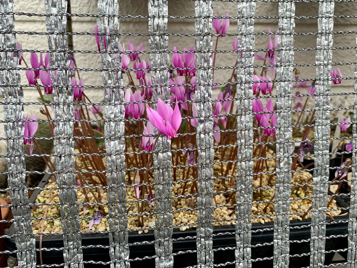 magicyclamen's tweet photo. 今日お誕生日の人おめでとう
マギ@シクラメンです◎
#原種シクラメン
#コンフューサム
#Cyclamen
#confusum https://t.co/i0uxjftwjV