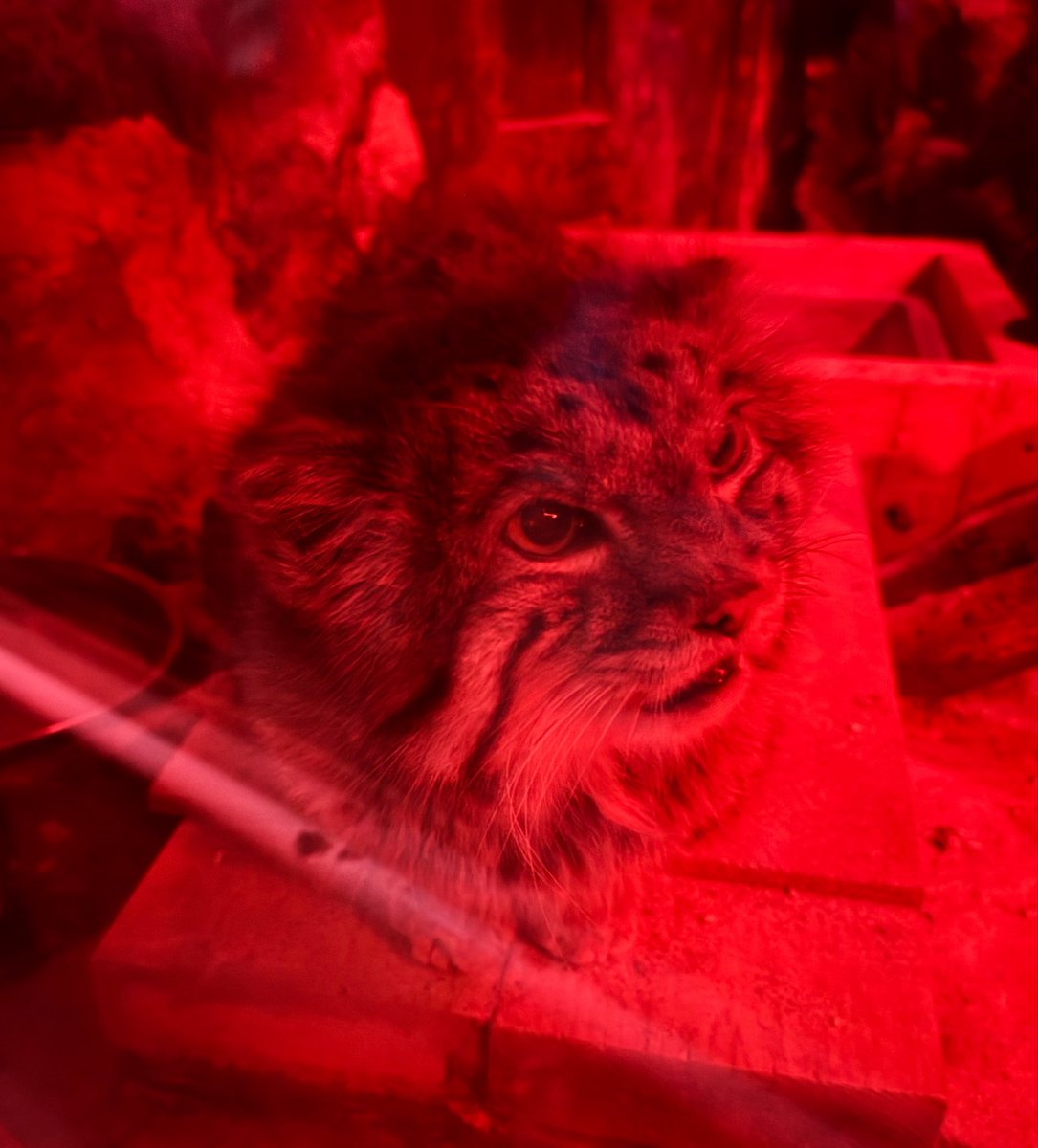 HNM424's tweet photo. パンダ不在の上野動物園🐼
アルマジロ、マヌルネコ、カナヘビ、アイゾメヤドクガエルが好き https://t.co/oNbnj0Wdwc