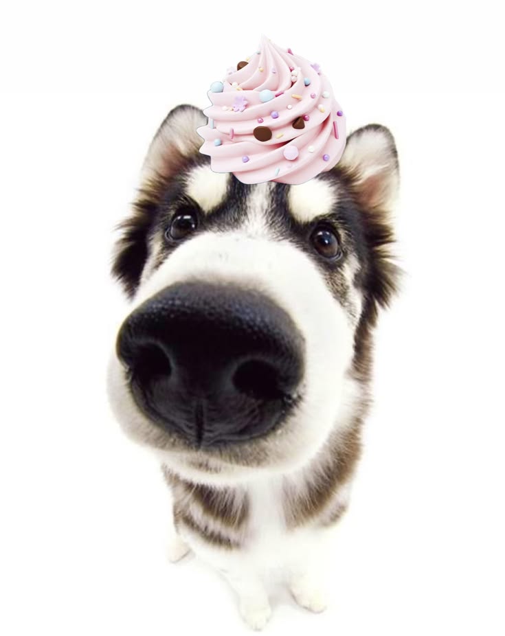 princessmuttie's tweet photo. Is anyone into fat/chubby puppy girls? 

#puppygirls https://t.co/KRXadgpp1N