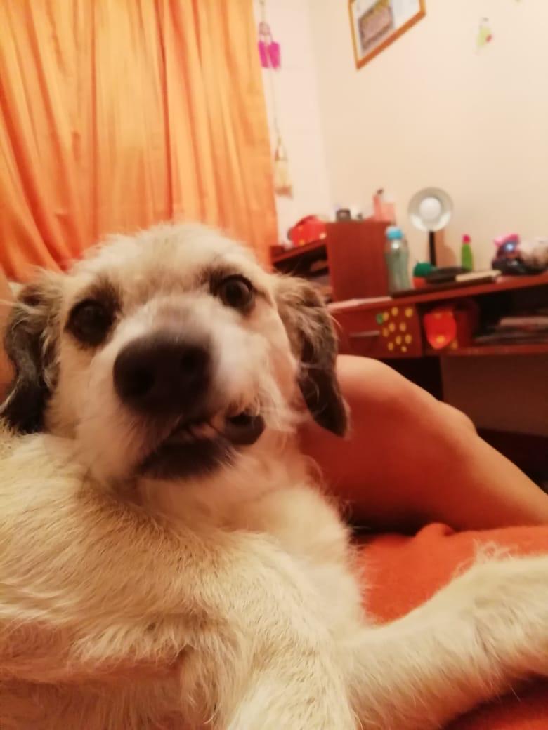 FredmundD's tweet photo. Hoy mi perro se ha ido.  
El mundo es un lugar más triste ahora. 
Aún así, este dolor es un precio tan, pero tan pequeño a cambio de la suerte de haberte conocido.  
Te extraño, Bambam. Pero un día volveremos a encontrarnos de forma tan repentina como la primera vez. 
Te amo. https://t.co/uP399qMHsx