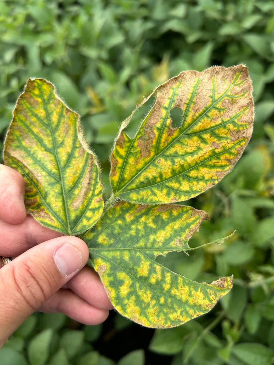 PFSeed's tweet photo. PLAN AHEAD FOR SDS | Sudden death syndrome in your soybeans this year? Use that field history to plan next season's variety selection and seed treatment. Talk with your Peterson dealer or agronomist.
https://t.co/z5UGOGx89c https://t.co/T4Ad3lqHAI