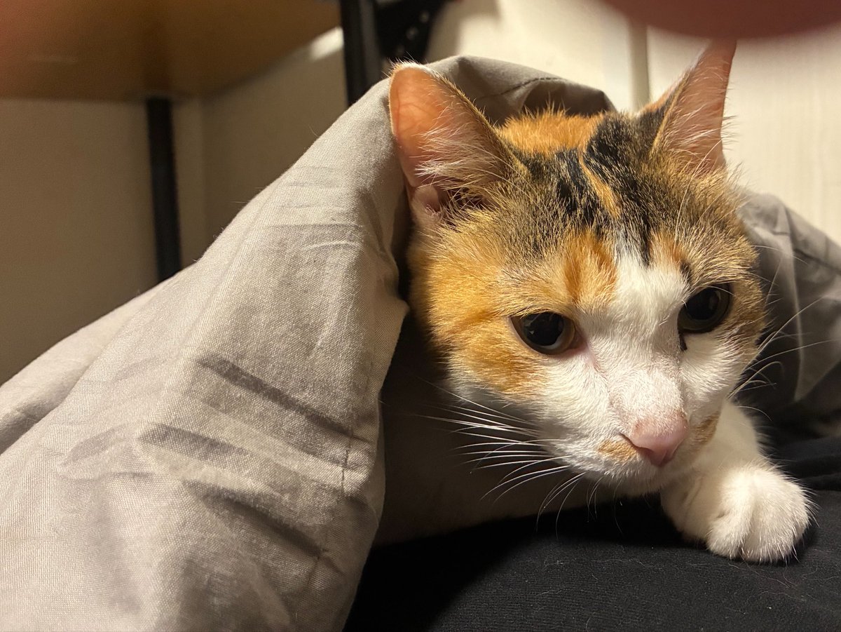 cellbururu's tweet photo. ここ最近寝ると入ってきてゴロゴロうるさくて眠れないのどうにかしないとやで https://t.co/vd5TGhqxWy