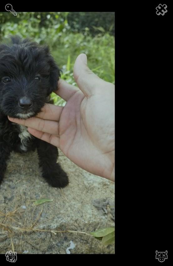 eljavibeto's tweet photo. 🤲Dog Walk The dog is active836872Collect honey Sweet, forest https://t.co/LW3WnQKuap