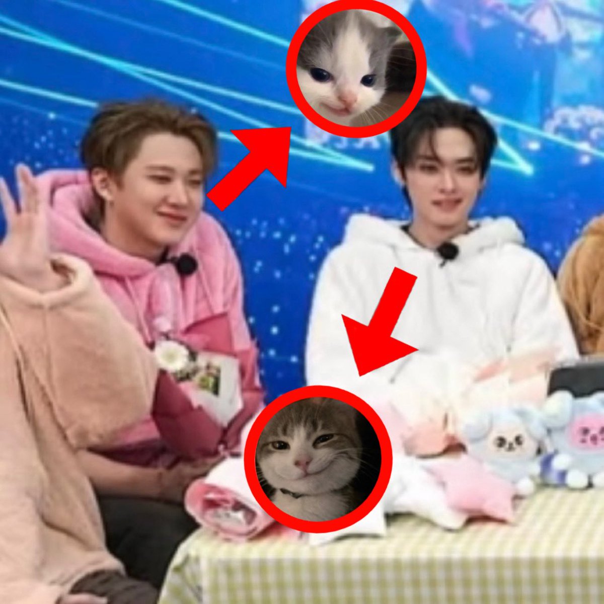 mooizers's tweet photo. two mischievous kitties (˵ •̀ ֊ • ˵) https://t.co/hjboUF7LWH