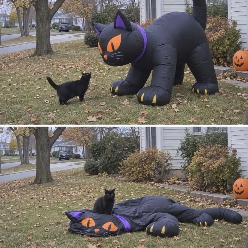 NoCatsNoLife_m's tweet photo. 🐱 : Hey! This is my yard! https://t.co/bdP2AY6EV3