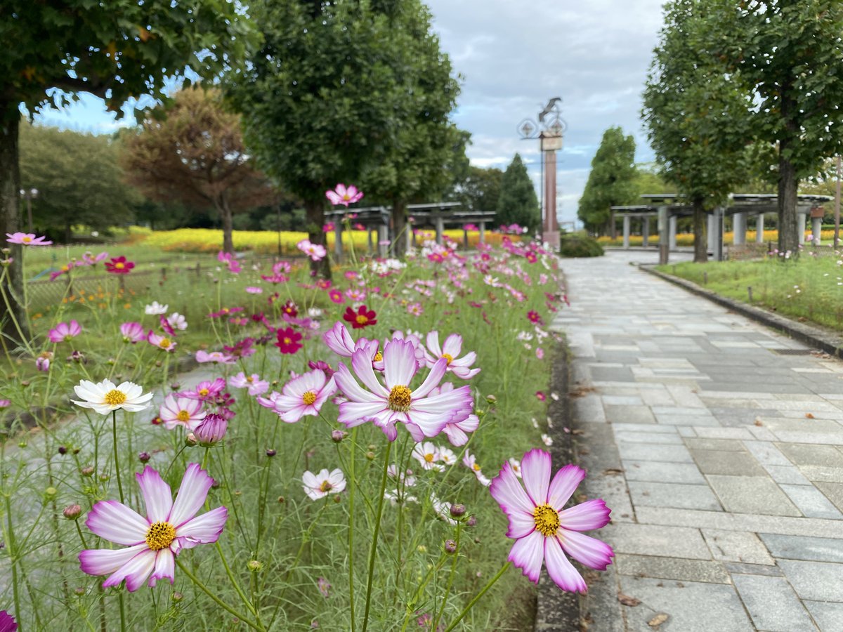 dOMSRRtckmWpAm7's tweet photo. 【木曽三川公園センター】
10/5（月）開花状況💐

今朝のコスモスの様子をお届けします。
花弁の縁が色付いていたり、中心がじんわり染まっていたり、品種によって咲き方はさまざま😊
じっくり観察しながら、お気に入りの花を見つけてみてください✨

#木曽三川公園 https://t.co/uUsTHTTM3o